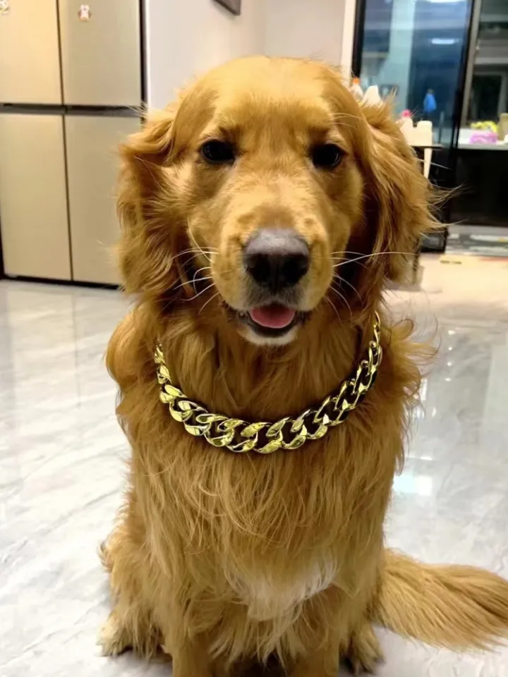 Oversized Dog Pet Neckband Necklace the Labrador Retriever Golden - Main Image