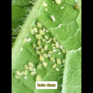 Racun Kulat & Serangga Perosak Organik  Ekstrak Minyak Bawang Putih KMB Garlic Oil Extract 100ML 200ML Fungicide & Pest Repellant SHS Kebun