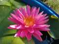บัวพิงค์ซิลค์PinkSilk.(isg)อดีตแชมป์โลก. 