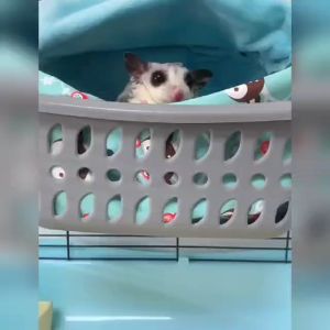 Sugar Glider Sleep Basket / Sugar Glider Sleeping Pouch / 蜜袋鼯睡窝 / 蜜袋鼯睡篮