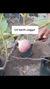 Bibit Buah Tin Purple Yordan Super Cangkok