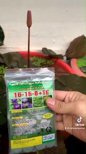Phân Bón Hoa Sen Súng Và Cây Ngập Nước NPK 16-16-8+TE Gói 24 Viên