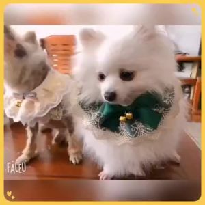 PET DIARY Kalung Renda Kucing Anjing Kalung Kucing Lucu Pola Bahan Renda Bunga Yang Modis Dasi