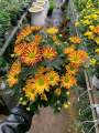 Chậu cây hoa Cúc Pico cho hoa màu vàng đóm đỏ - Chrysanthemum - Chậu hoa lớn 15-18cm - Cây đang hoa nụ - dễ chăm sóc. 