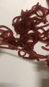 Mô hình giun đất silicon dài 18cm