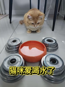 AP AIMAYAPET Cat Drinking Machine Pet Water Bowl Automatic Water Renewal Non Plug in Splash-proof Self-Cleaning Quiet