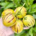 [Virladia Seeds] Biji Benih tanaman melon pepino kuning. 