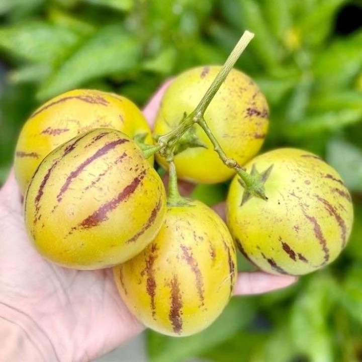 %5BVirladia%20Seeds%5D%20Biji%20Benih%20tanaman%20melon%20pepino%20kuning%20-%20Image%207