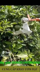 Lồng hái trái trên cao có dây giật