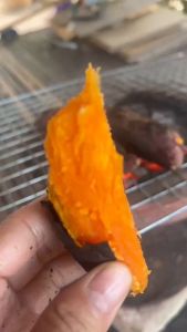 มันหวานญี่ปุ่น สายพันธุ์ญั่ปุ่น ปลูกในไทย เนื้อสีส้ม