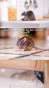 Rat Killer Bait for Rats & Mice – Rodent Control for Farm Rice Field Poultry & Home