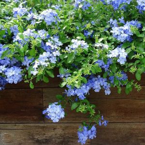 Cây hoa thanh xà - ra hoa quanh năm