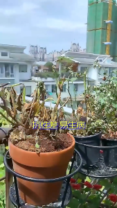 Soil Activator Promote Rooting Soil Remediation Promote Fruiting 土壤活化剂