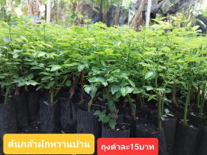 ผักหวานบ้านแบบถุงดำพร้อมปลูกต้นละ 15 บ.10 ต้น 150 บ.แถม1ถุง