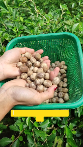 KELAPA MINI KELAPA KECIL HARGA 1 BUTIR SUDAH DI LUBANGI
