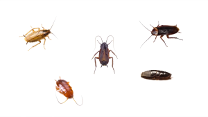 ADVION SYNGENTA COCKROACH KILLER GEL BAIT 30g PER TUBE WITH PLUNGER