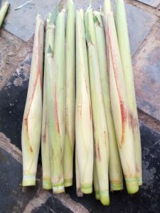 SAYUR TURUBUK / TERUBUK / TERUBUS / TELOR TEBU / KEMBANG TEBU ENDOG /