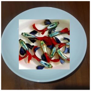 (Xả Trại) combo 10 tặng 2 bé cá 7 màu ĐUMBO BIG EAR size sinh sản trang trí hồ cá cảnhbắt theo cặp trống máibảo hành vận chuyển toàn Quốc