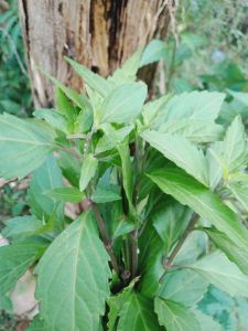 Tanaman Herbal Kumis Kucing Segar BONUS Daun Kejibeling 500 gr