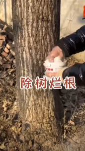 500g Tree Weed Removal Powder Rotten Root Exceptional Penetration Odorless Tree Weed Killer Racun Akar Pokok 灭树粉