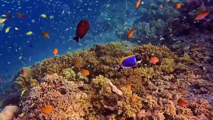 Snorkeling Gear for Adults, Snorkel Mask Snorkel Set, Dry Top Snorkeling Gear for Adults, 180 ° Panoramic Wide View Anti-Fog Tempered Glass Scuba Diving Mask for Snorkeling Swimming Travel