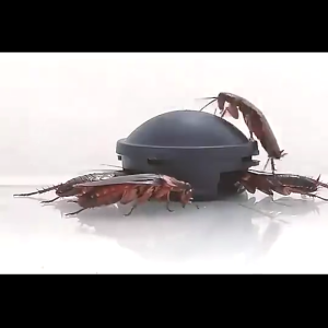 [Sg Stock] Japan Cockroach Killer Original Earth-Chem Pest Control Cockroach /Ant Trap Killer Non-toxic Safe Odourless