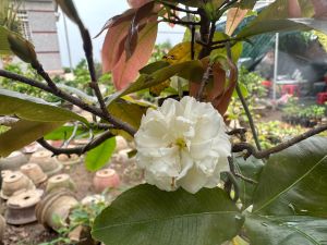 Hoa mai Cúc Bạch Mai 24 cánh_cây ghép