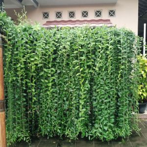 Bibit Tanaman Tirai Lee Kwan Yew-Tanaman  Hijau Tirai Menjuntai