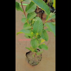 Bibit Jambu Kristal Non Biji Kondisi Sudah Berbuah