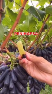 Bibit Anggur Import Moondrop Asli Grafting Siap Berbuah