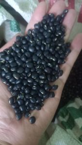 Đậu đen xanh lòng (500 gram)