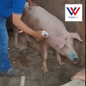 Viddavet Boar odor spray boar odorant hog mate boar odorant hog smell for gilts and sows boar scent spray boar mate