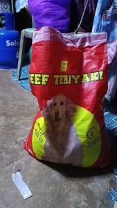 8kg Beef Teriyaki Dog Dry Food All Stages Adult Puppy Dog Dogs Dry Food Pet Eessentials