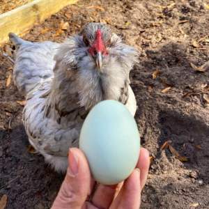 TELUR FERTIL AMERAUCANA BLUE EGG AYAM PETELUR HANDAL  UNTUK DI TETASKAN
