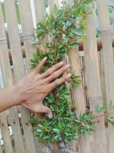 Kaliandra sulimaraja Suriname 35-45cm murah