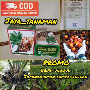 Bibit Sawit Unggul KSM Yangambi Berkualitas Buah Besar Medan Kemasan 250 Siap Semai