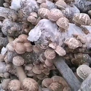 (in Stock) Fresh Farmhouse Dried Small Shiitake Mushrooms 250g Gutian Shiitake Mushrooms