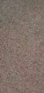 1KG -Hạt giống cỏ nhung nhật hạt cỏ sân vườn tỷ lệ nảy mầm 100%-tongkhohatgionggiare