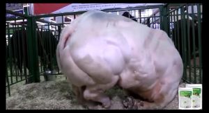 Combo Buy 3 Free 1 Penternakan Pintar - Super Growth - Serbuk Penambahan Berat Badan Haiwan Premium