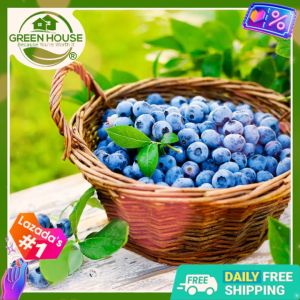 Green House® - Blueberry Seeds for Planting Fruit Plants (10 Seed) incl. Planting Instruction Dwarf Bonsai Blueberry