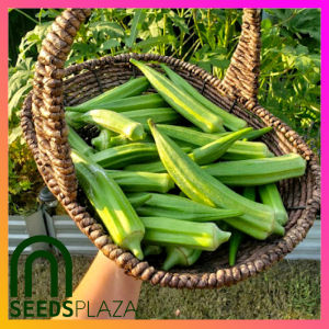 SeedsPLAZA™ - Okra Smooth F1 Hybrid Seeds for Planting Vegetable Plants (10 Seed) + Instructions for Green Okra Seed
