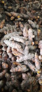 Kunyit Segar 1 Kg / Koneng Biasa / Kunyit Kunir Super Fresh 1kg