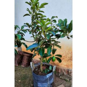 Bibit alpukat mentega tinggi 1 meter siap berbuah