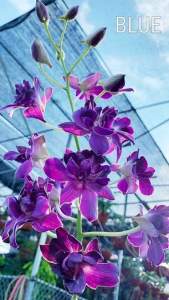 HOA LAN DENRO HOA HỒNG BLUE