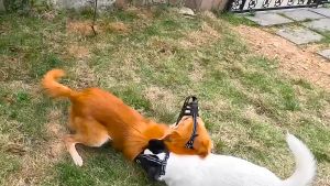 Rọ mõm Chó bằng cao su nhiệt dẻo đàn hồi (Không chọn size theo cân nặng) - Love Pets Shop