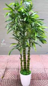 Cây trúc phật bà giả - cao 170cm - 3 nhánh - Cây giả hoa lụa Decor trang trí nhà cửa