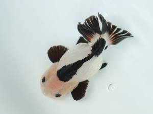 GOLDFISH TWO COLORS HOLLAND PANDA ORANDA  ( READ DESCRIPTION)