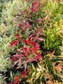 affordable Eugenia Varieties Small pot rooted Outdoor plants Landscape Spot Design. 