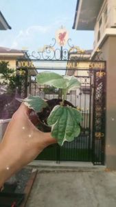 ชะพลูด่าง ต้นชะพลูด่างขาว ชื่อสามัญว่า Wildbetal leafbush ทานได้มีประโยชน์ สรรพคุณมากมาย ไม้ด่าง ไม้ฟอกอากาศ ในกระถาง 3 นิ้ว