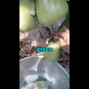 Bibit Jambu Air Taiwan Super Green - Jambu Air TSG - Jambu TSG Okulasi